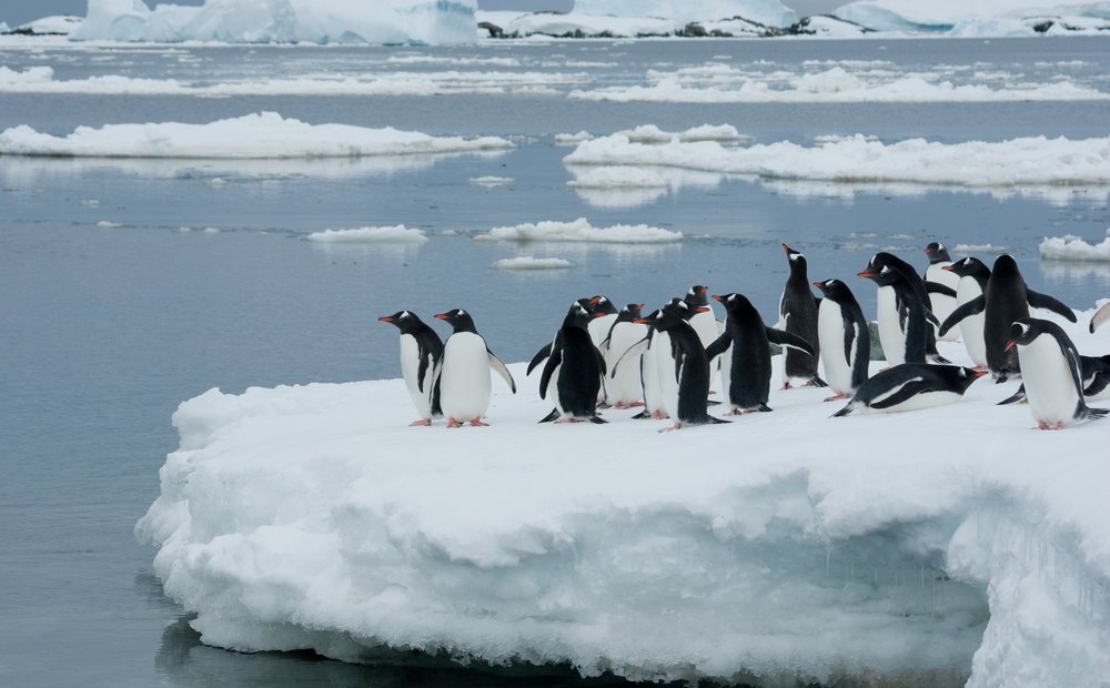 Penguins!!