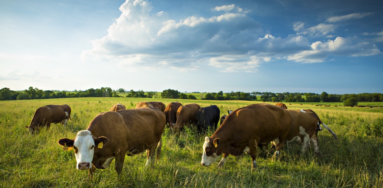 Risk and Reward: Food Safety and NAFTA 2.0