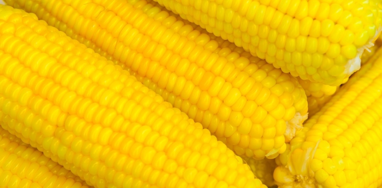 Background of boiled sweet corn. Stock of fresh corn. Close up of yellow corn. Thai style street food. Many pieces of delicious boil corns. Several ears of delicious boiled corn.