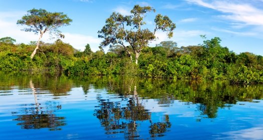 Image - BI - Amazon River Tree Reflections