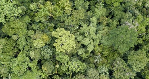 Amazon Rainforest aerial view of trees