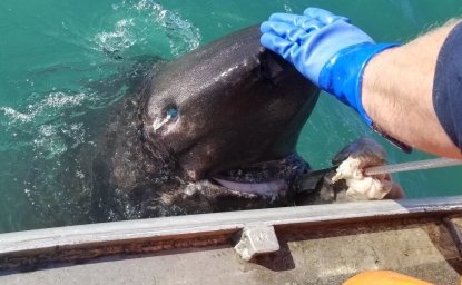 Sleeper shark