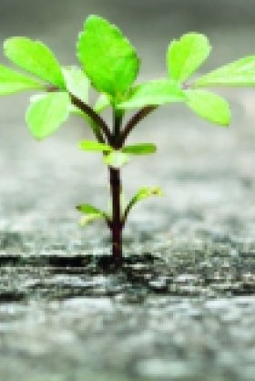 Violence and Citizen Participation in Mexico: From the Polls to the Streets