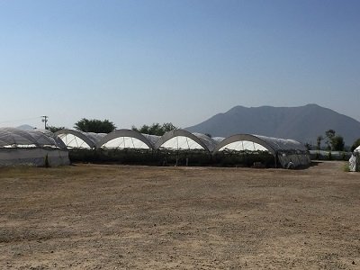 greenhouses