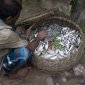 A fish vendor goes door to door on Bhola