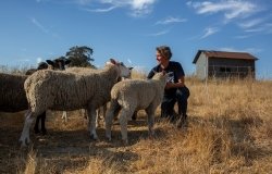 Sheep Sarah Keiser