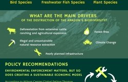 Image - BI infographic - Amazon Biodiversity 2021
