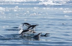 Image - The Fragile Antarctic Peninsula: Conserving Biodiversity through Marine Protected Areas