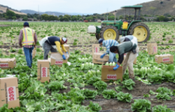 Agricultural seasonal immigrant (migrant) field (farm) workers harvest and package (box) Romaine lettuce in the fields of Salinas Valley of central California.