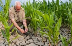 Man tends to crops struggling to grow in parched ground.