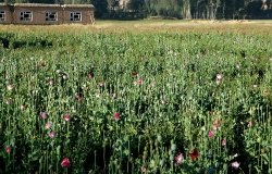 Afghan Poppy Field