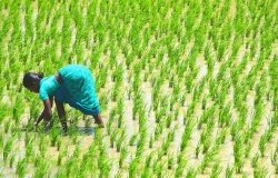 Indian woman farmer works in a South Indian paddy field replanting rice plants